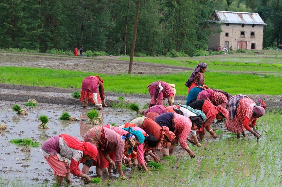 Rice Planting in Nepal - Traditional Paddy Plantation Practices