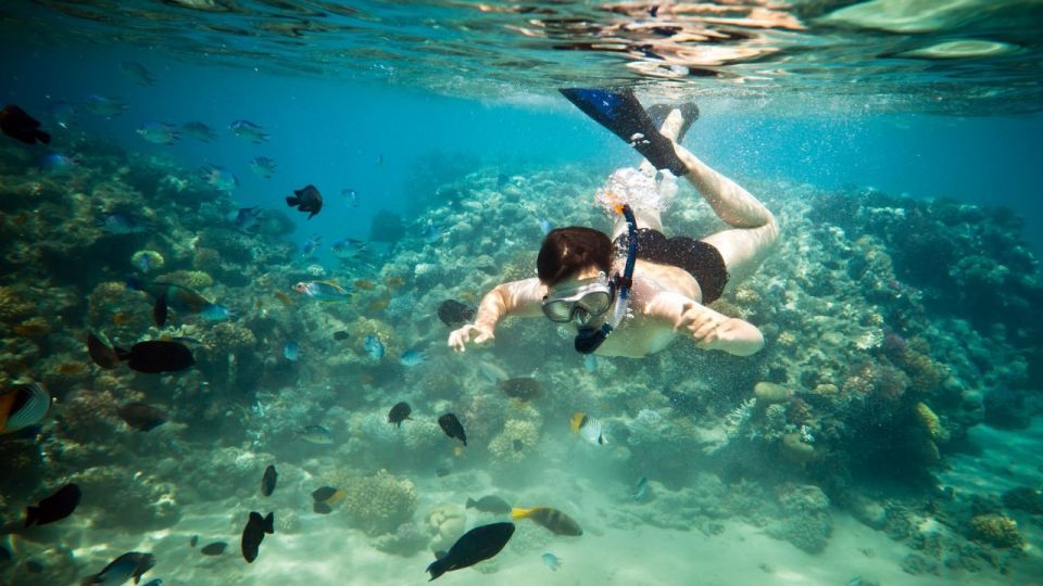 Riviera Maya: Two-Reef Snorkeling Experience - Experience Highlights