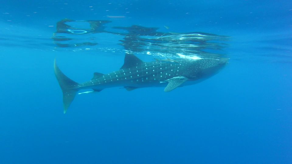 Riviera Maya: Whale Shark Tour - Exciting Whale Shark Encounter