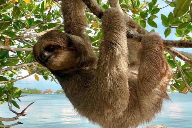 Roatan Island Tour: Monkeys,Sloths,Chocolate, Rum,Private Driver. - Meet the Monkeys and Sloths