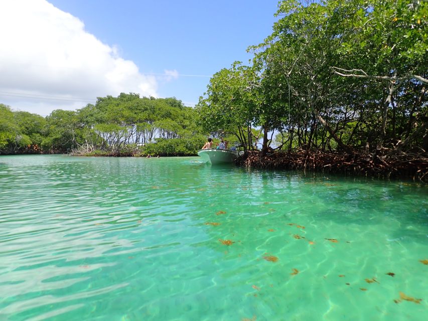 Roatan: Mangrove Tunnel Tour With Snorkeling - Booking Information