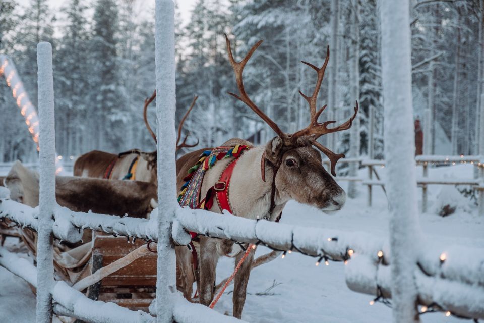 Rovaniemi: Apukka Reindeer Journey - Experience Highlights