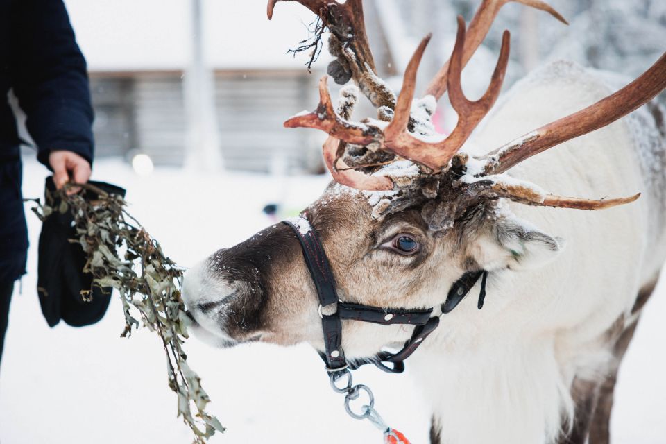 Rovaniemi: Arctic Circle Highlights by Snowmobile - Reindeer and Husky Sleigh Rides