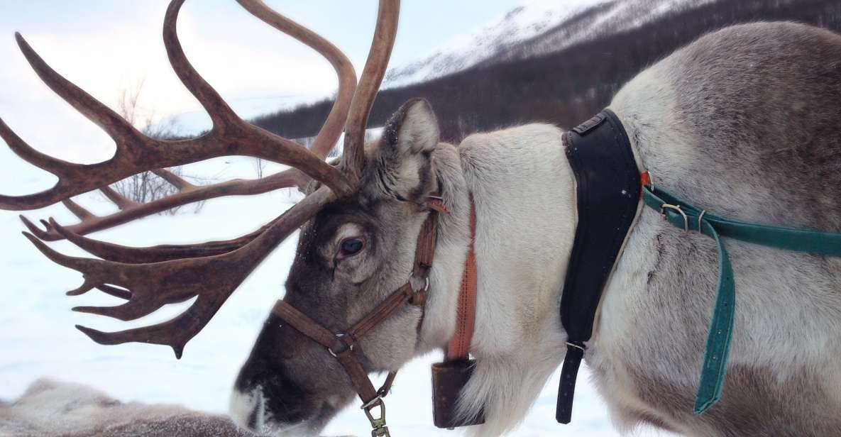 Rovaniemi: Authentic Reindeer Farm Visit and Sleigh Ride - Experience Highlights