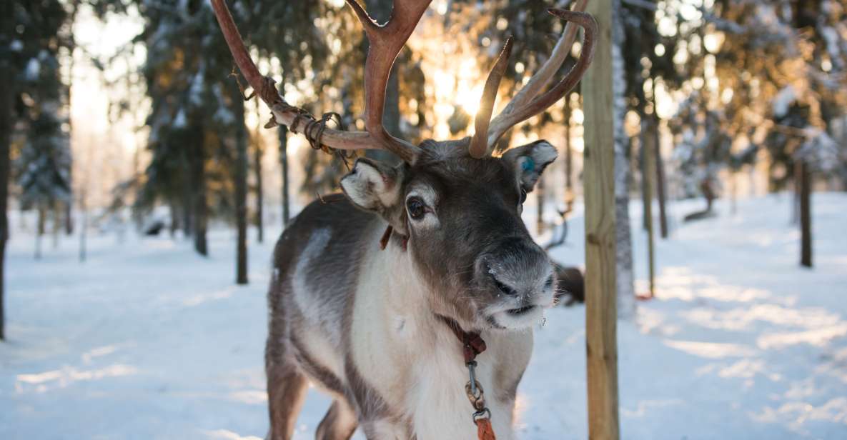 Rovaniemi: Evening Reindeer Safari - Traditional Lappish Reindeer Ride