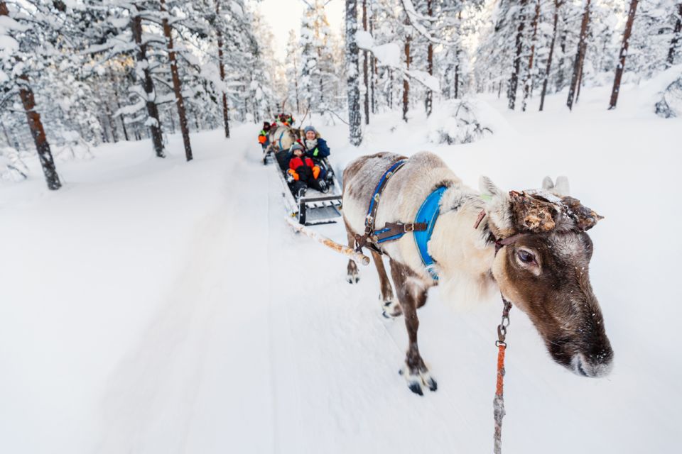 Rovaniemi: Husky & Reindeer Farm Visit With Snowmobile Ride - Experience Highlights
