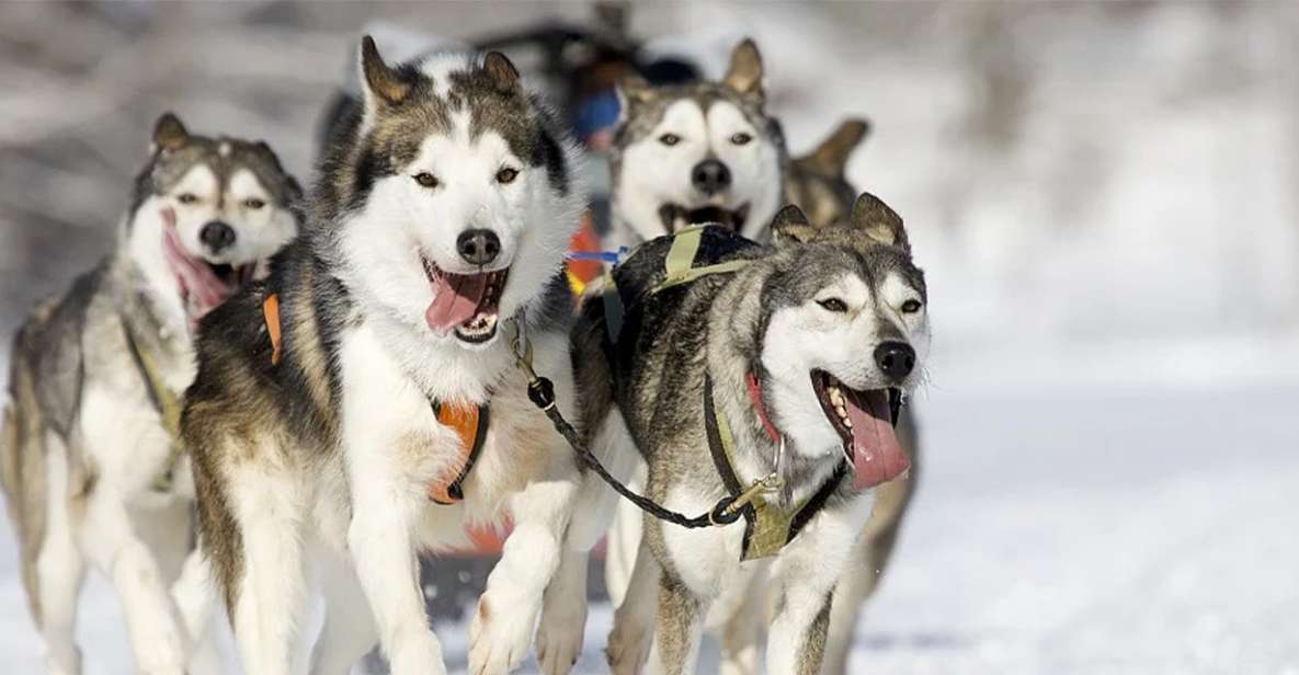 Rovaniemi: Husky Safari on a Snowy Trail - Booking Details