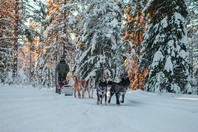 Rovaniemi: Husky Safari Tour & 6-10 Km Self-Driving Mushing - Booking and Confirmation