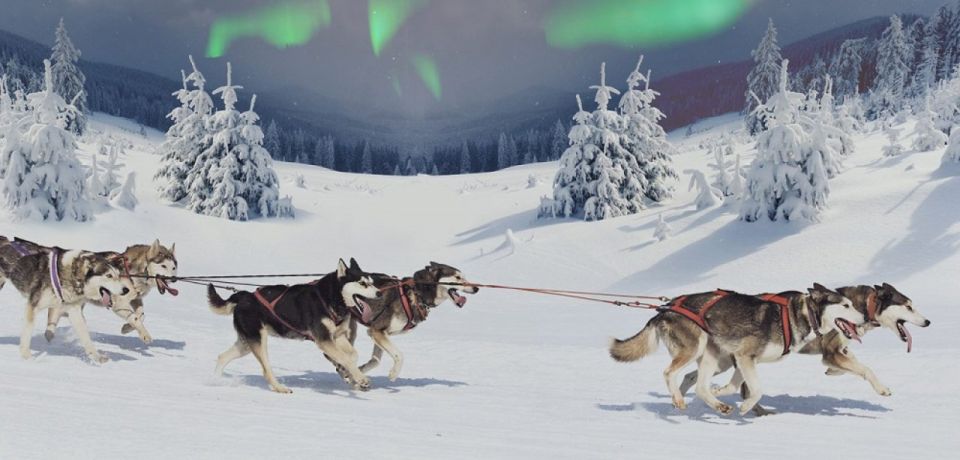 Rovaniemi: Northern Lights and Husky Sleigh Ride - Husky Sleigh Ride Experience