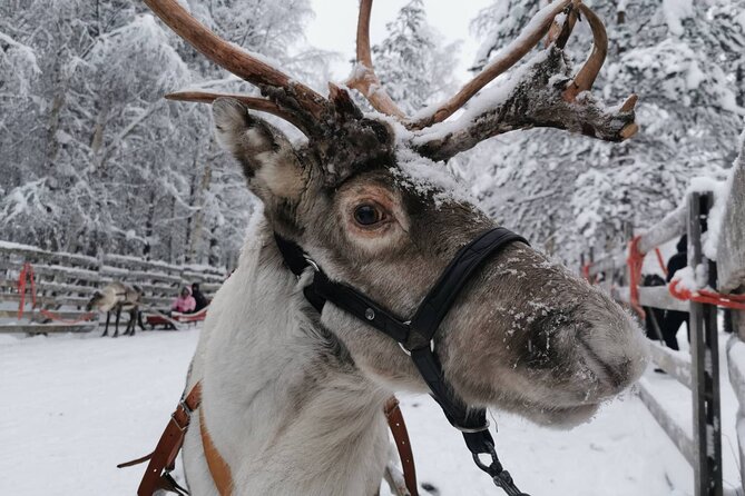 Rovaniemi: Reindeer Activity & Aurora BBQ Tour! - Tour Itinerary