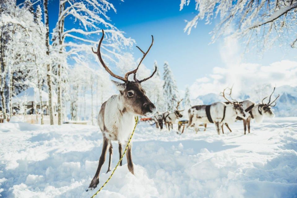 Rovaniemi: Reindeer Farm Tour With Sledge Ride & Pickup - Experience Highlights