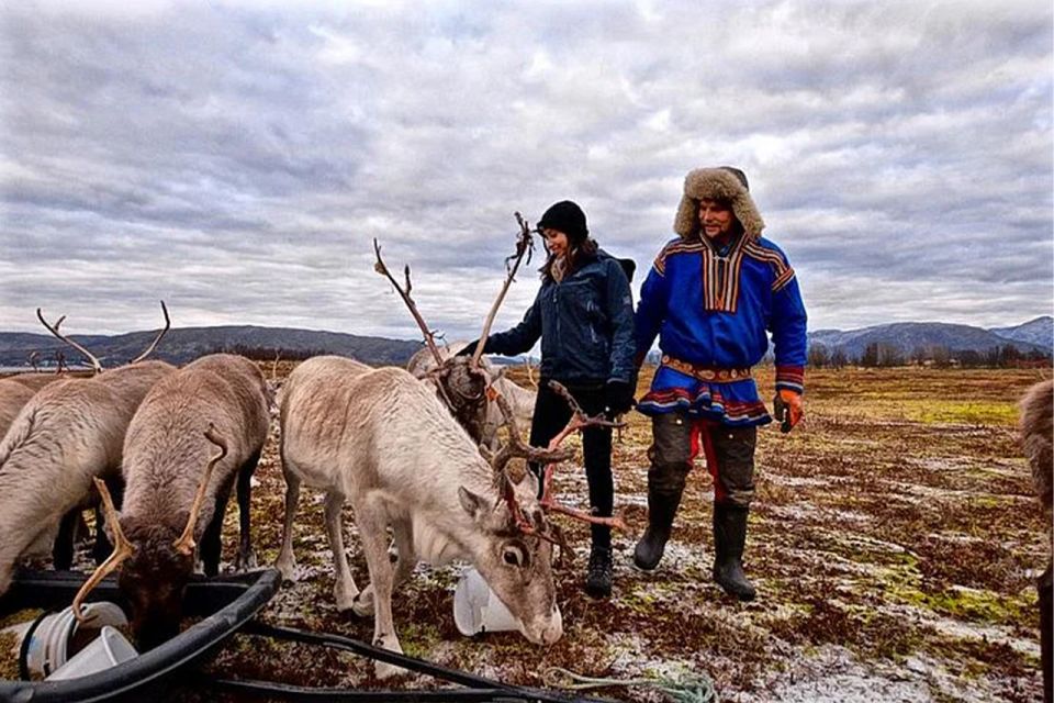 Rovaniemi: Reindeer Farm Visit in the Summer - Experience Highlights