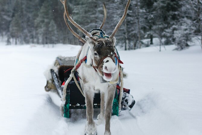 Rovaniemi: Reindeer Farm Visit & Short Sled Ride - Additional Information for Visitors