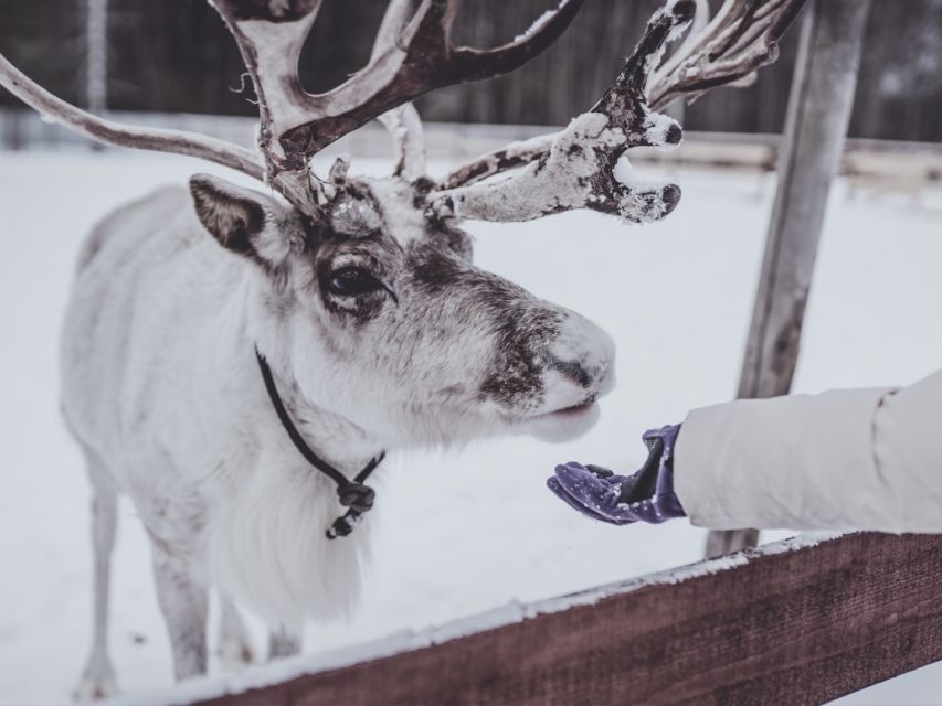 Rovaniemi: Reindeer Safari Tour & 2.5 Km Sled Ride - Experience Highlights