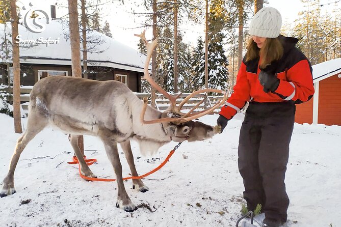 Rovaniemi Reindeer Sleigh Adventure - Booking Details