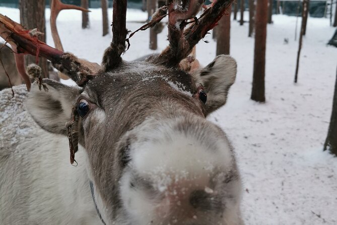 Rovaniemi Reindeers Farm & Husky Safari Aurora BBQ Tour! - Meeting and Pickup Details