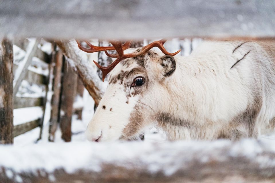 Rovaniemi: Snowmobile Safari, Reindeer & Husky Sleigh Ride - Experience Highlights