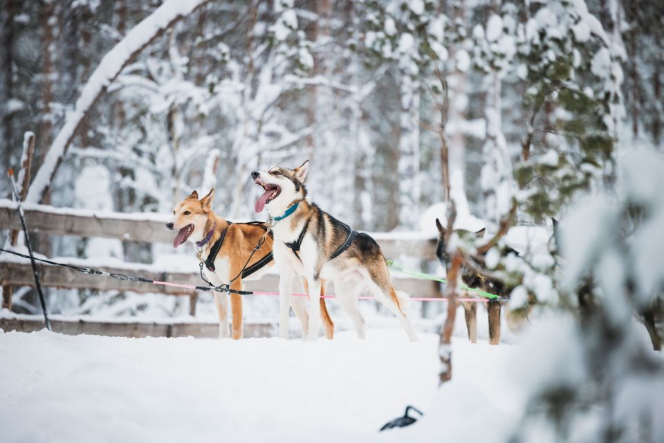Rovaniemi: Snowmobile Tour and Reindeer Farm Experience - Experience Highlights