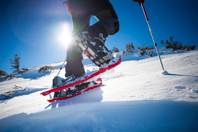 Rovaniemi Snowshoe Hike in Lappish Wilderness - Safety Tips for Hiking in Rovaniemi