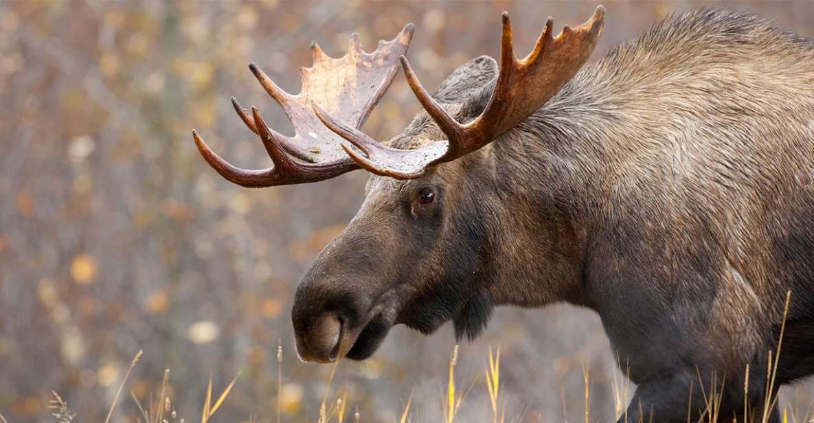 Rovaniemi: Wild Moose Safari - Experience Highlights