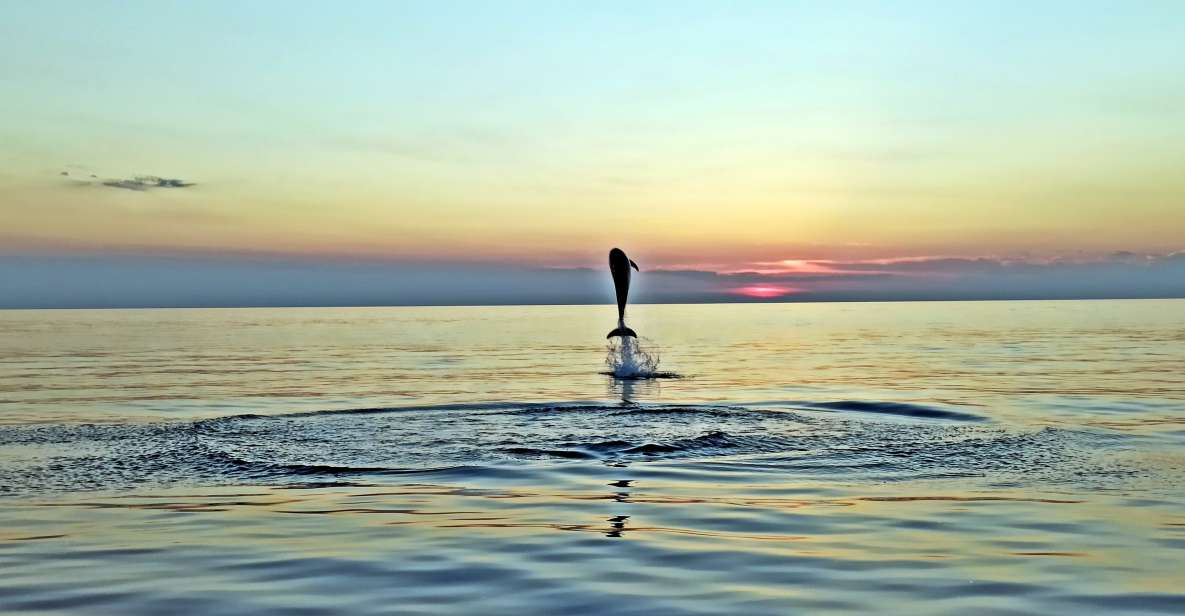 Rovinj: Dolphin Watching Sunset Speedboat Trip With Drinks - Pickup Information