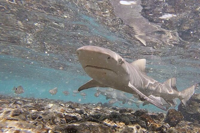 Sal Island: Shark Bay Shark Watching Experience From Santa Maria - Logistics and Booking
