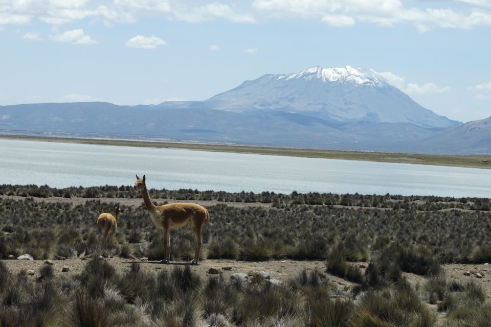 Salinas Salt Lagoon Private Tour: Day Trip From Arequipa - Pickup Logistics and Inclusions