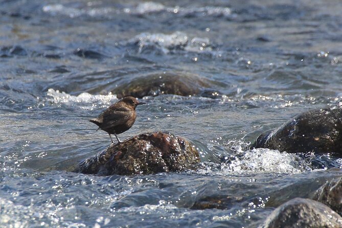 Salmon Watching Experience - Inclusions and Details