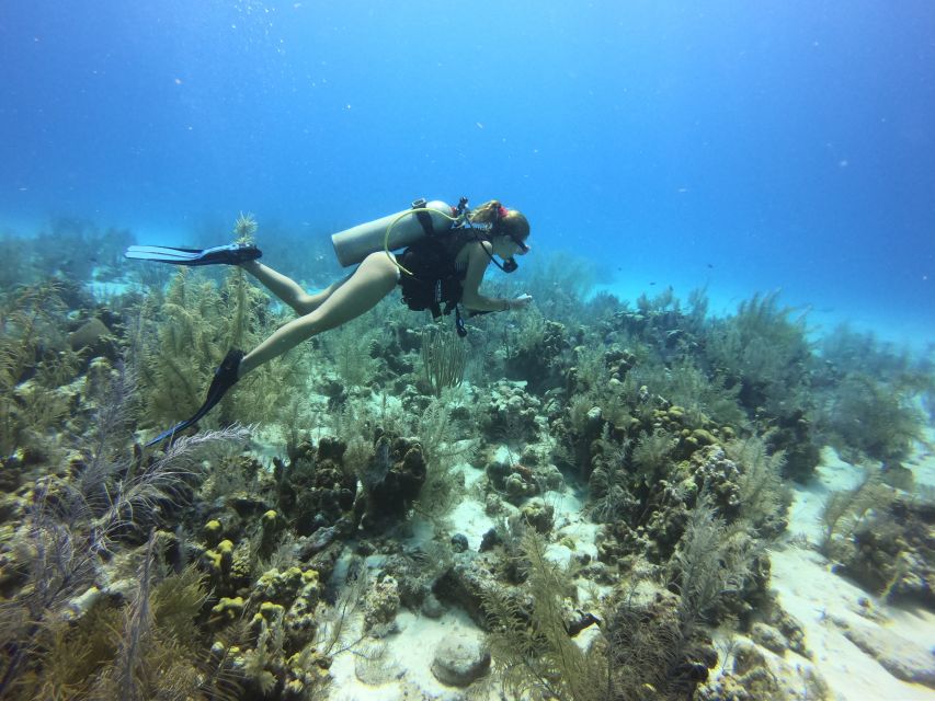 San Andrés: Guided Scuba Diving Trip With Hotel Transfer - Customer Feedback