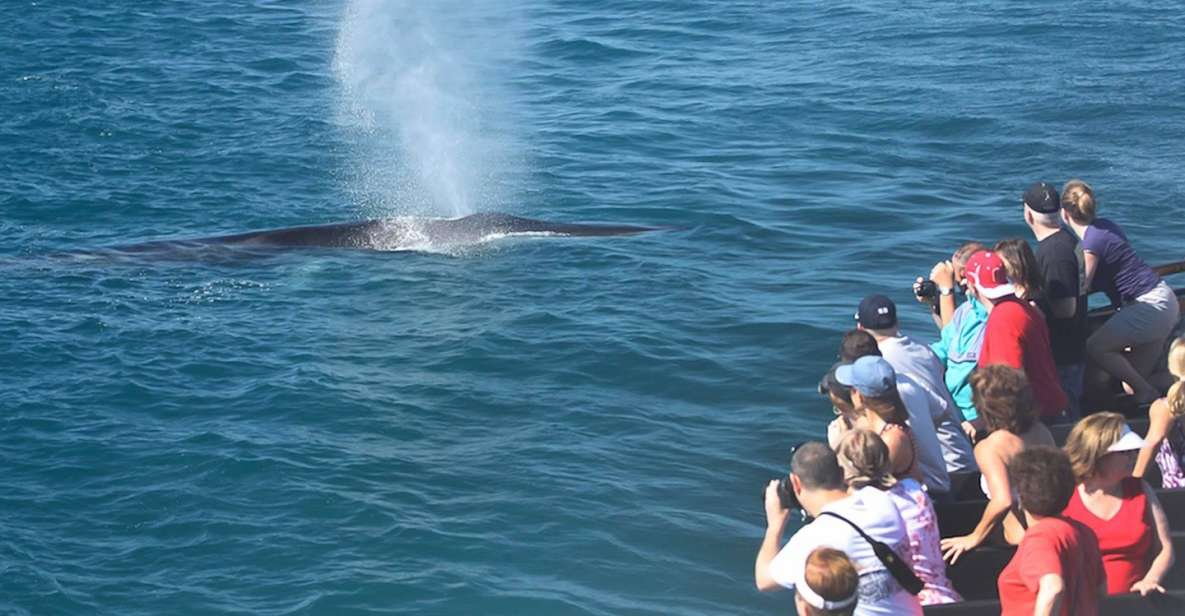 San Diego: Whale Watching Tour - Booking and Reservation Information