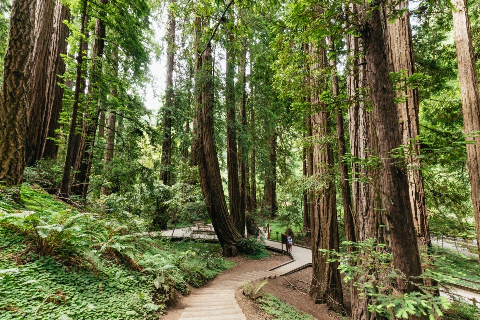 San Francisco: Muir Woods and Sausalito Small-Group Tour - Activity Details