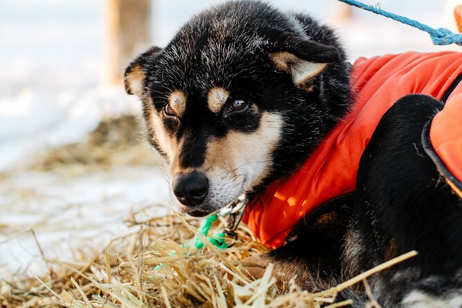 Santas Husky Rides, 2.5km Husky Ride at the Santa Claus Village - Health and Safety Information