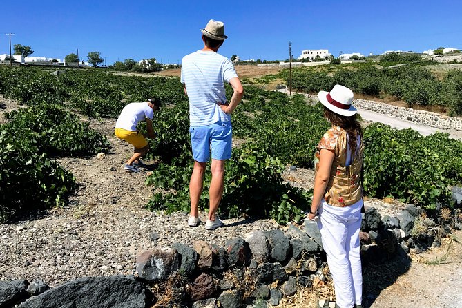 Santorini Food & Wine Tour: Eat and Taste Like a Local - Wine Tasting Experience