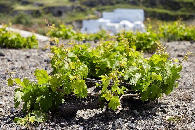 Santorini Wine SUV Private Tour - Inclusions