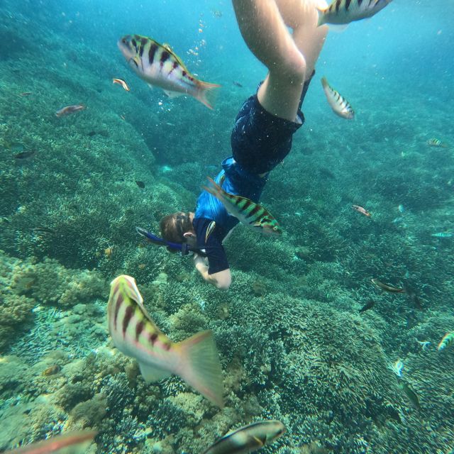 Sanur : Snorkeling at Sanur Coastal Area - What to Expect During Snorkeling
