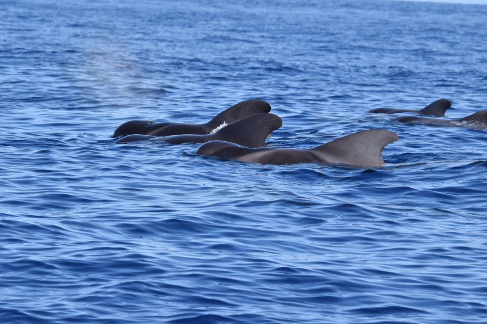 São Jorge Island: Cetaceans in the Heart of Azores - Tour Description and Inclusions