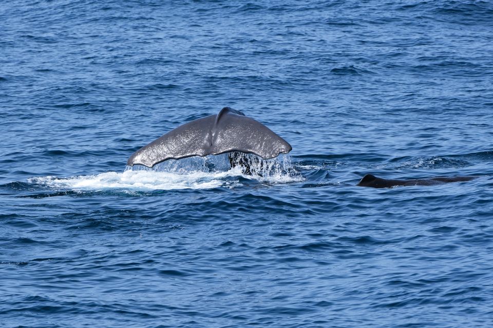 São Miguel: North Coast Whale Watching Cruise - Experience Highlights