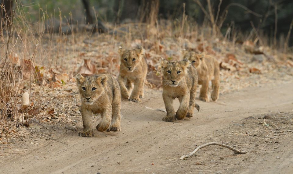 Sasan Gir: Devalia Park Safari With Skip-The-Line Access - Experience Highlights