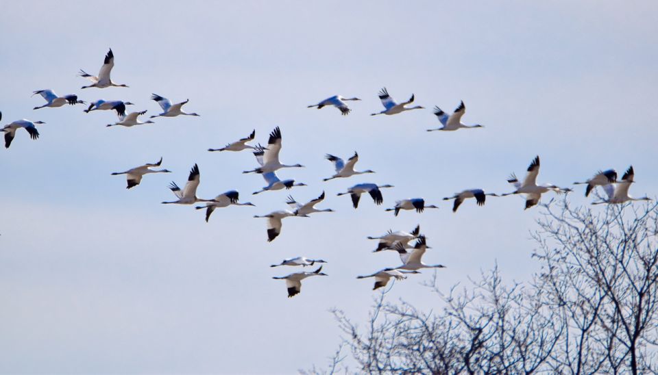 Saskatoon, Canada: 8-Hour Tour to View Whooping Cranes - Experience Highlights