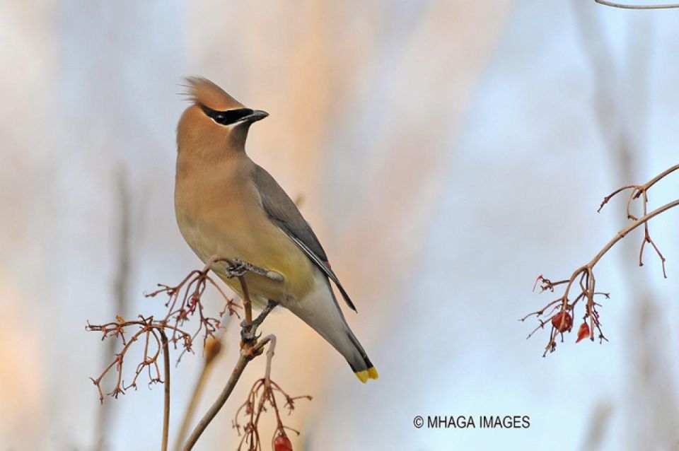 Saskatoon Riverbank Bird Walk - Experience Highlights