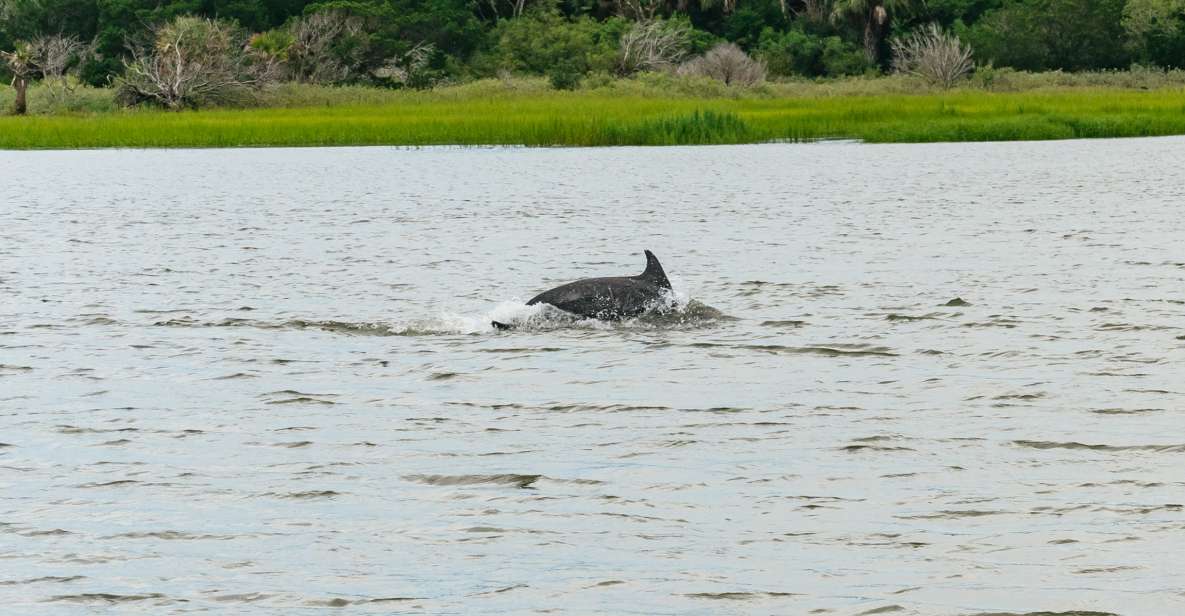 Savannah: Tybee Island Dolphin Tour - Experience Highlights