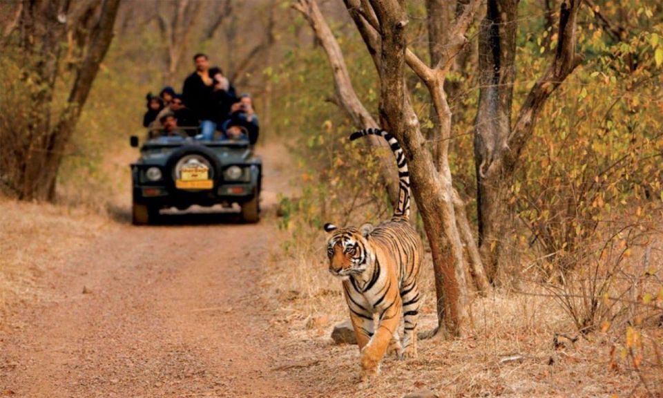 Sawai Madhopur : Ranthambore Guided Safari Trip - Experience Highlights
