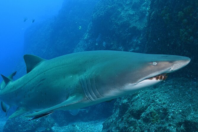 Scuba Dive With Grey Nurse Sharks in Bushrangers Bay - Equipment Needed for Dive