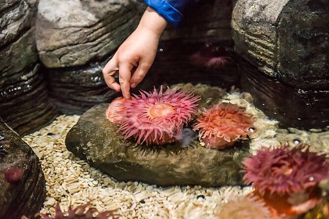 SEA LIFE Aquarium Minnesota Admission Ticket at Mall of America - Visitor Reviews and Ratings