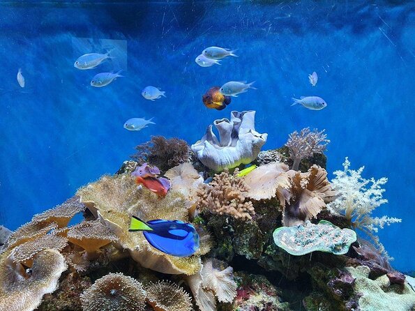 SEA LIFE Great Yarmouth General Admission - Booking Process