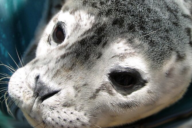 Sea Safari Tour From Vancouver - Tour Highlights