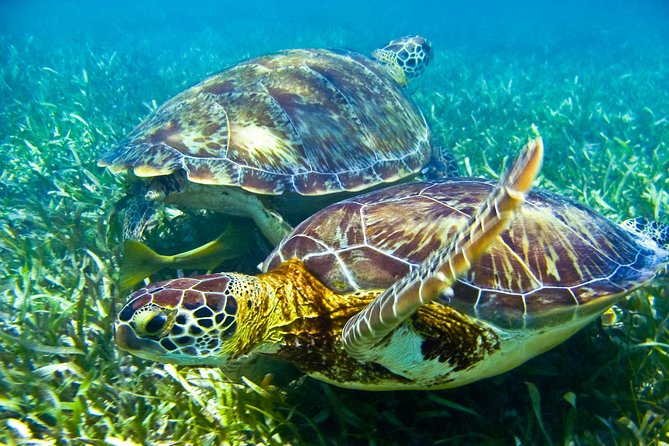 Sea Turtle and Cenotes Tour Snorkeling From Riviera Maya - Booking Details