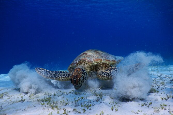 Sea Turtle Snorkel at Kerama Islands and Zamami Island - Pickup Information