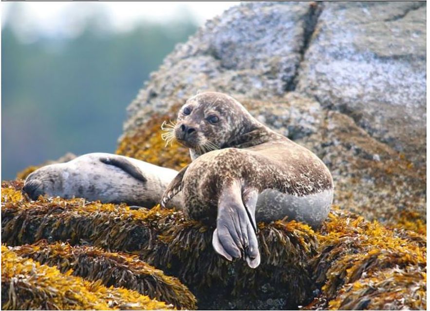 Sea Vancouver: City and Waterfall Sightseeing RIB Tour - Booking Information