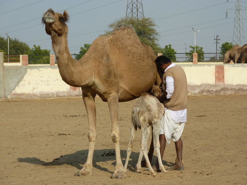 See Camel Centre, Rat Temple From Jodhpur With Bikaner Drop - Experience Highlights